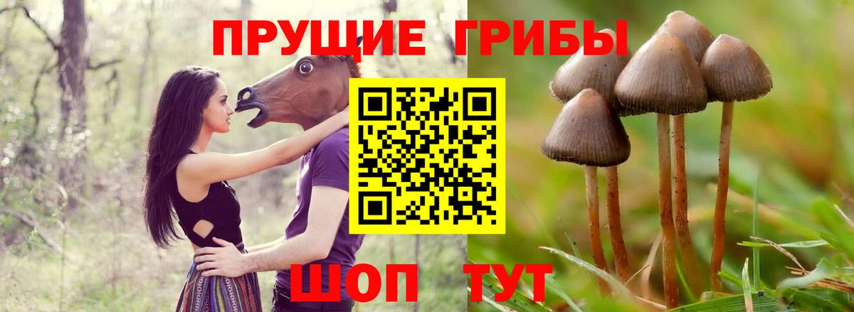 Галлюциногенные грибы Cubensis  Вход с VPN  Гагарин 